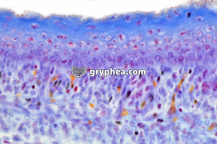 Peau d'embryon souris CT x150 - gryphea.com